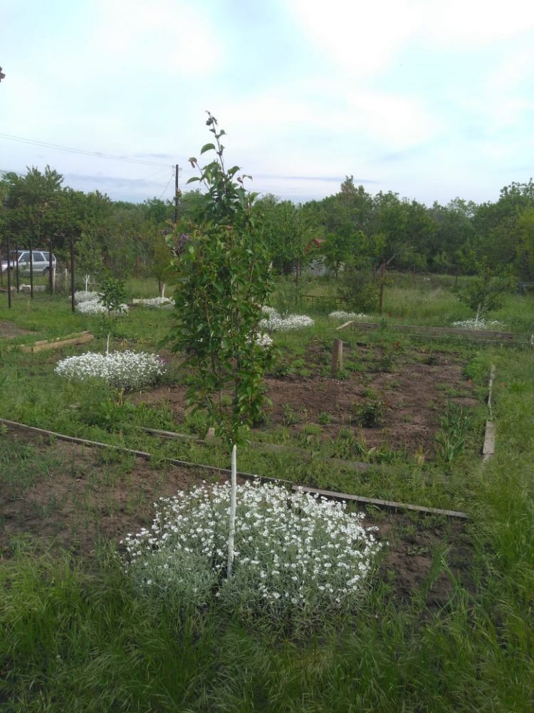 Купить Дачу В Приморке Неклиновского Района